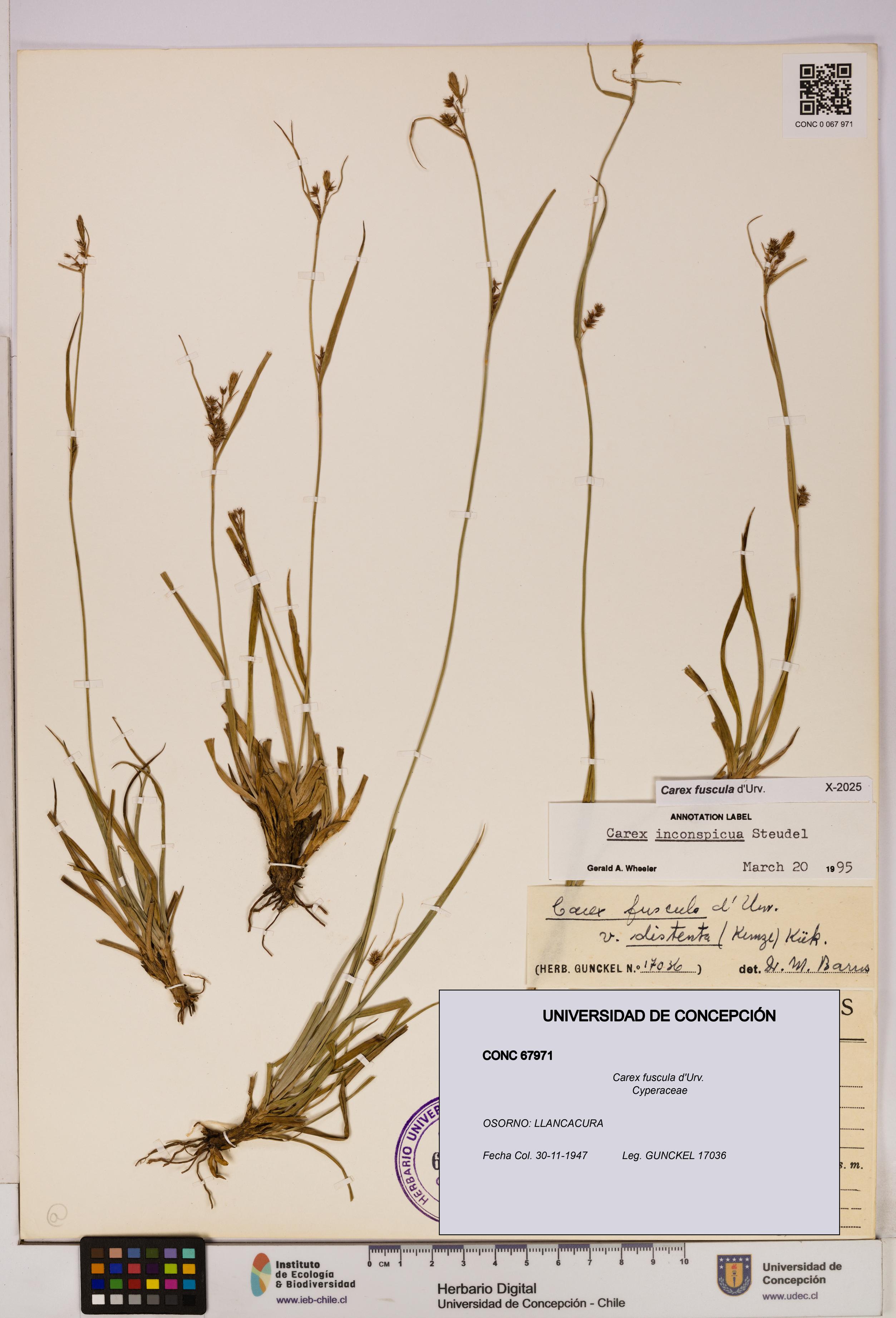 Carex fuscula [Espécimen: UDEC:CONC:0067971]