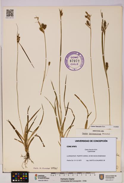 Carex fuscula [Espécimen: UDEC:CONC:0067972]