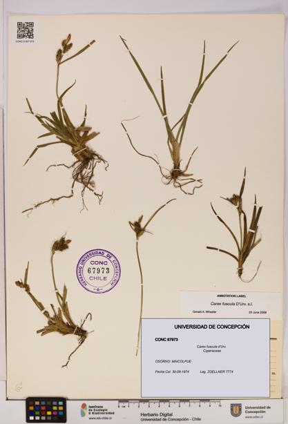 Carex fuscula [Espécimen: UDEC:CONC:0067973]