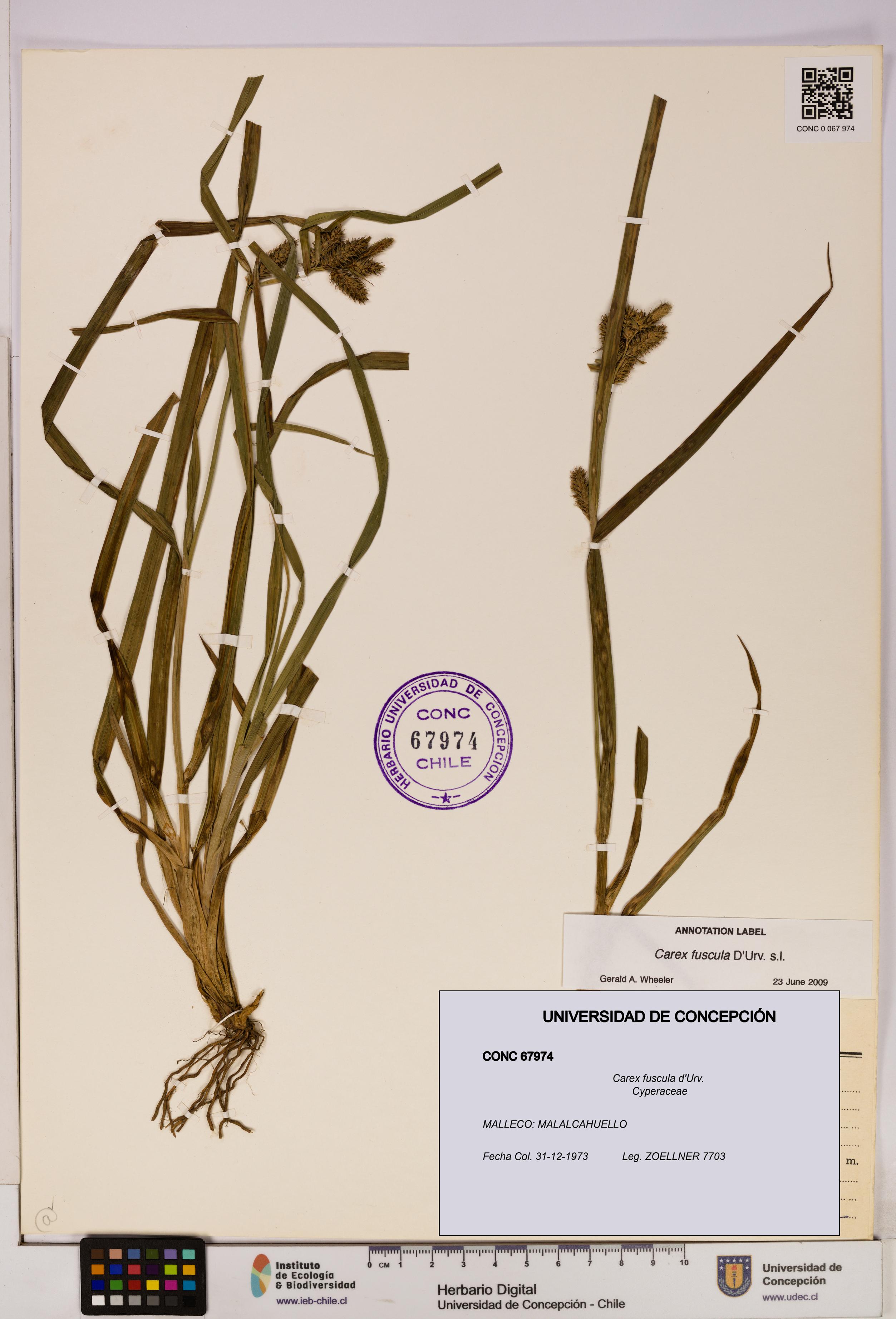Carex fuscula [Espécimen: UDEC:CONC:0067974]