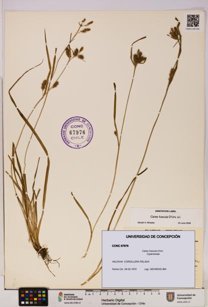 Carex fuscula [Espécimen: UDEC:CONC:0067976]