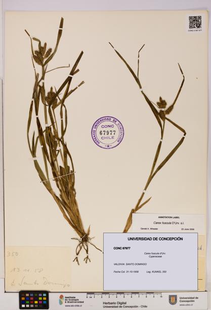 Carex fuscula [Espécimen: UDEC:CONC:0067977]