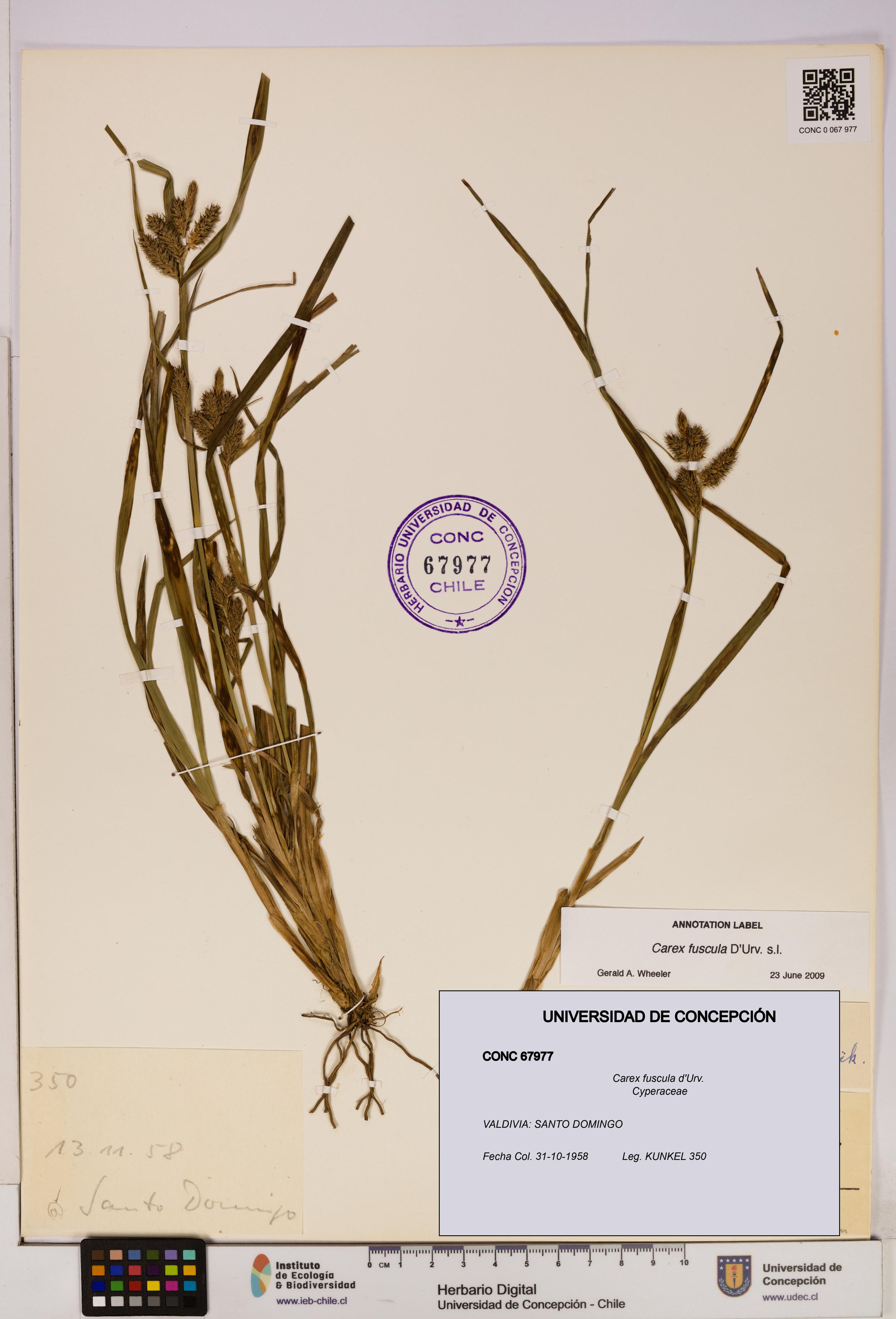 Carex fuscula [Espécimen: UDEC:CONC:0067977]