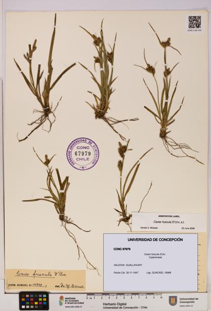 Carex fuscula [Espécimen: UDEC:CONC:0067979]