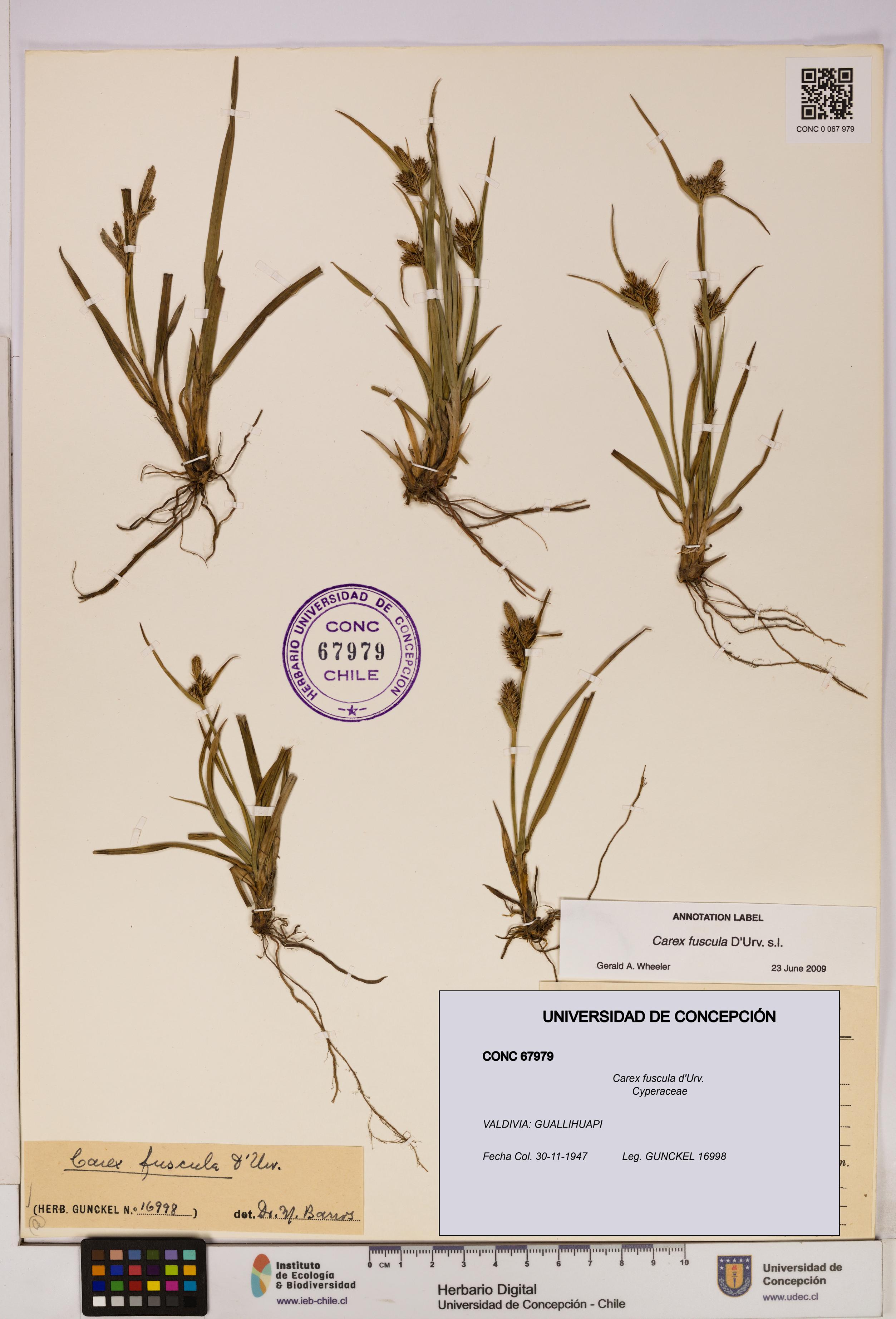 Carex fuscula [Espécimen: UDEC:CONC:0067979]