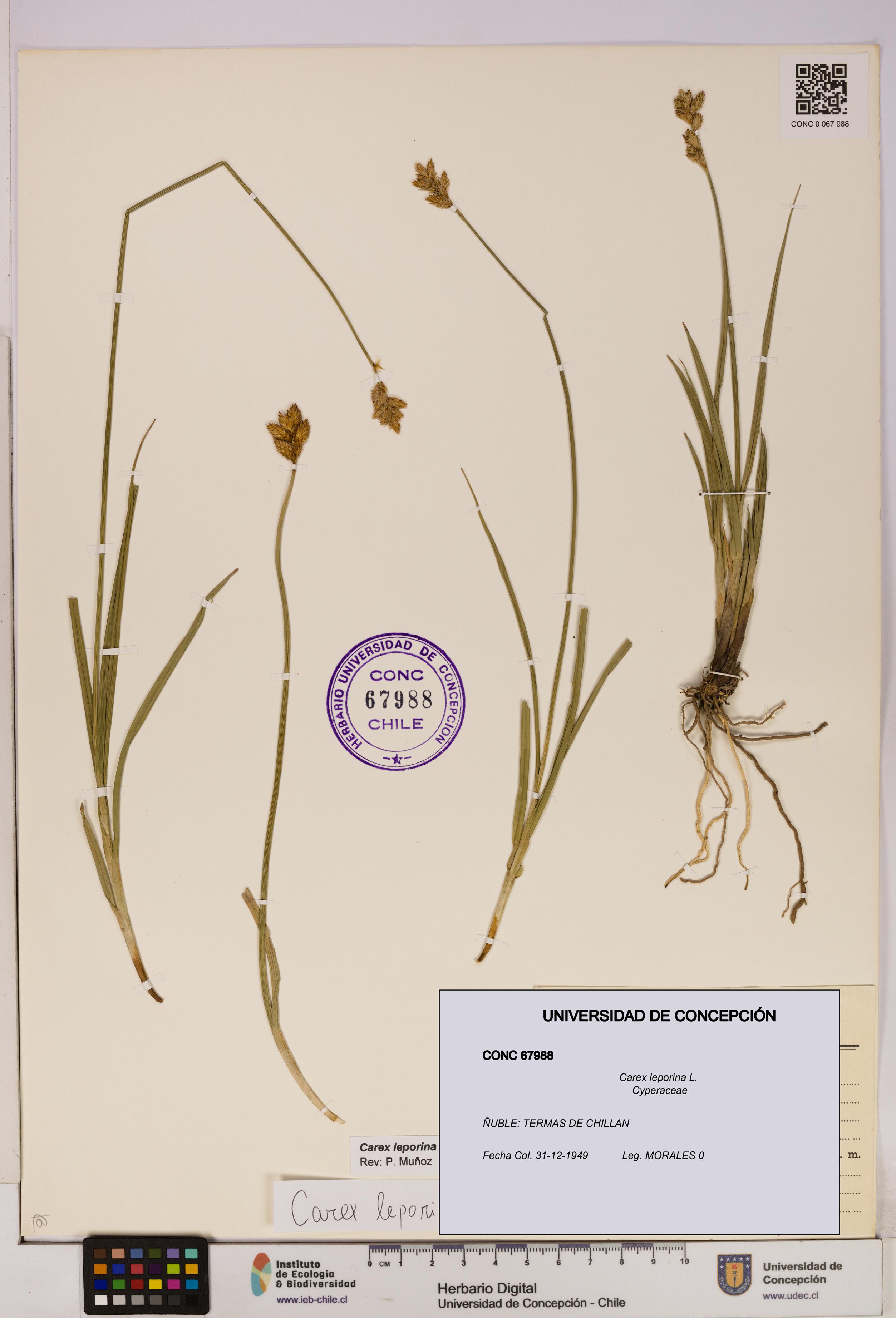 Carex leporina [Espécimen: UDEC:CONC:0067988]