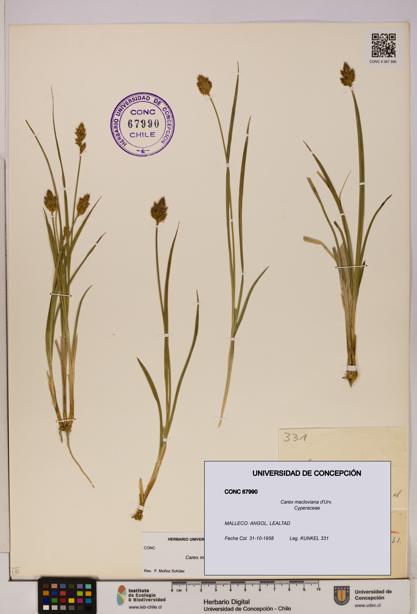 Carex macloviana [Espécimen: UDEC:CONC:0067990]