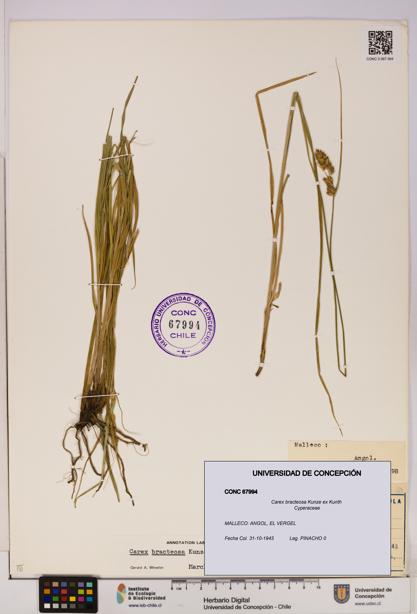 Carex bracteosa [Espécimen: UDEC:CONC:0067994]