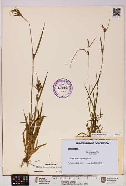 Carex fuscula [Espécimen: UDEC:CONC:0067995]