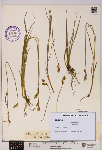 Carex leporina [Espécimen: UDEC:CONC:0067996]