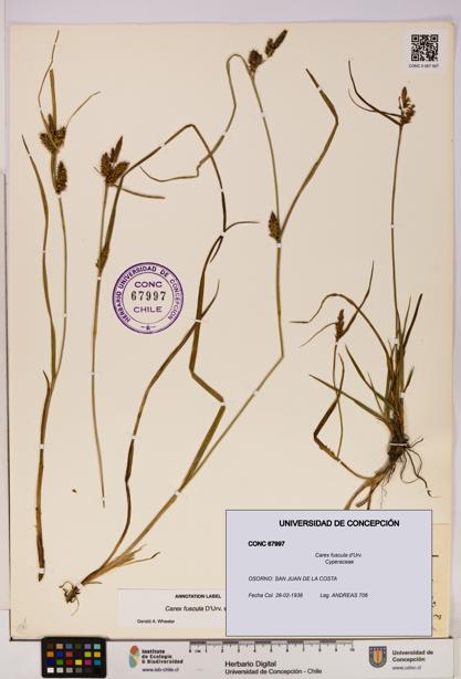 Carex fuscula [Espécimen: UDEC:CONC:0067997]