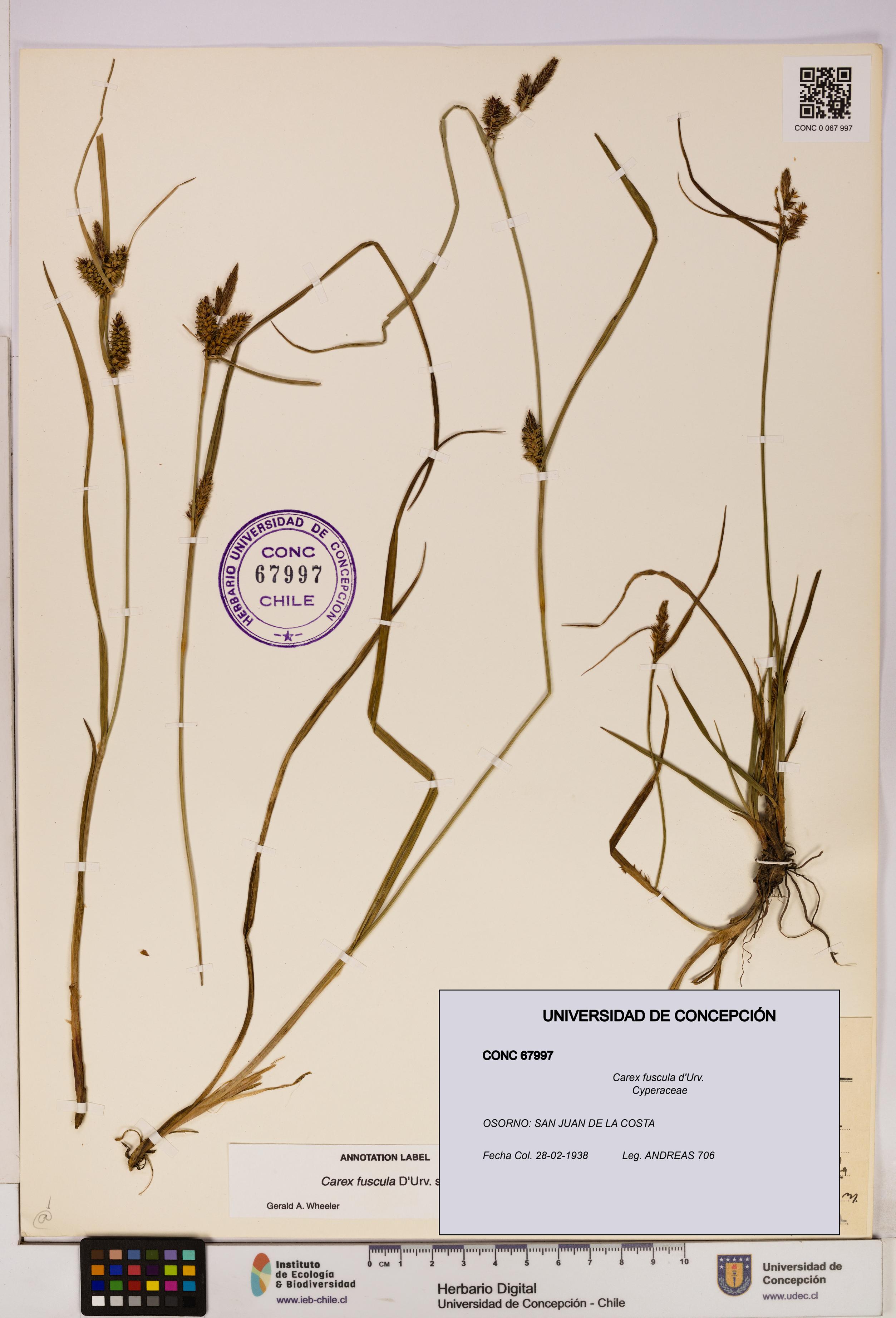 Carex fuscula [Espécimen: UDEC:CONC:0067997]