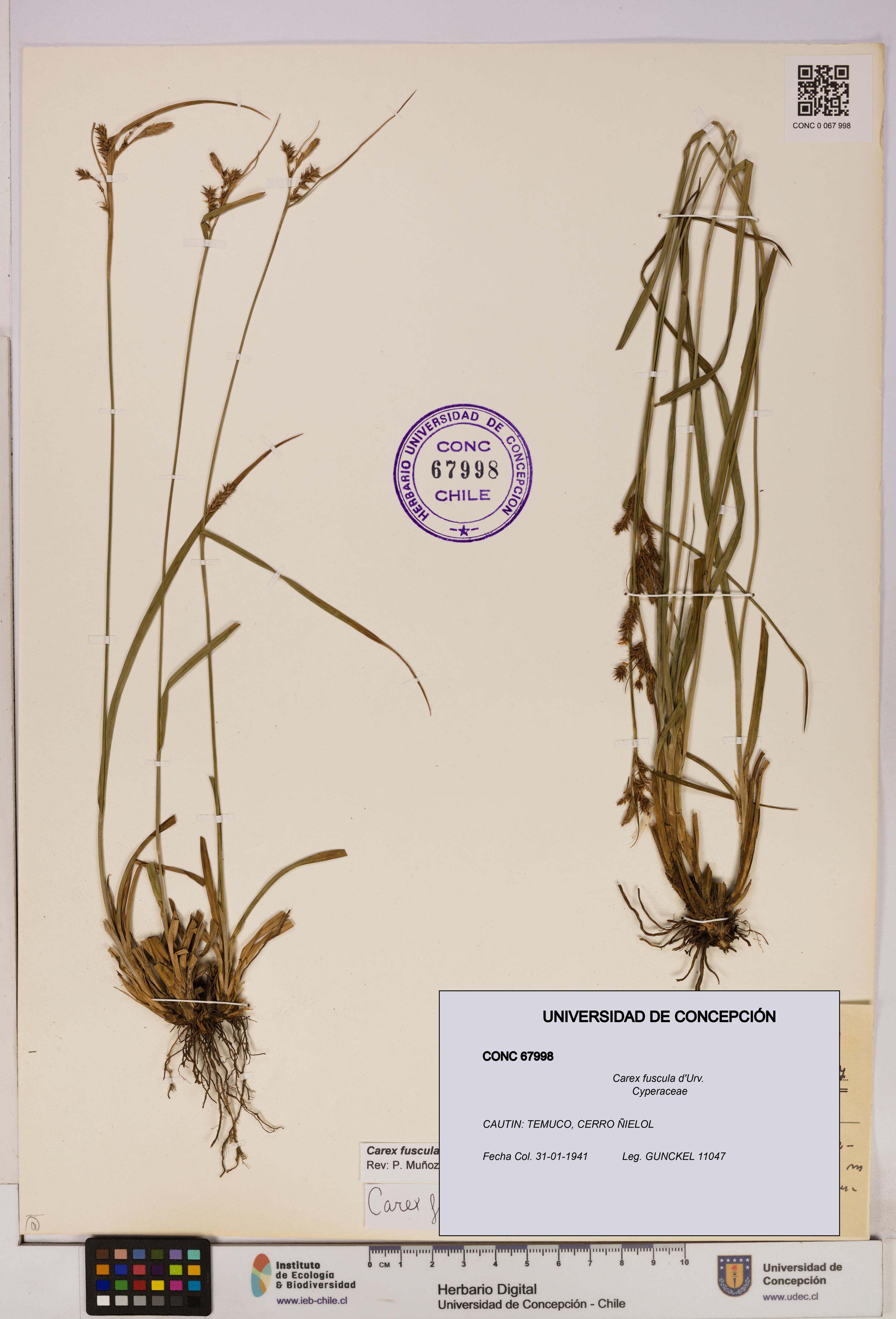 Carex fuscula [Espécimen: UDEC:CONC:0067998]