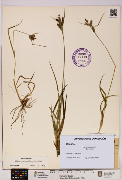 Carex fuscula [Espécimen: UDEC:CONC:0067999]