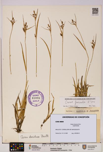 Carex fuscula [Espécimen: UDEC:CONC:0068000]