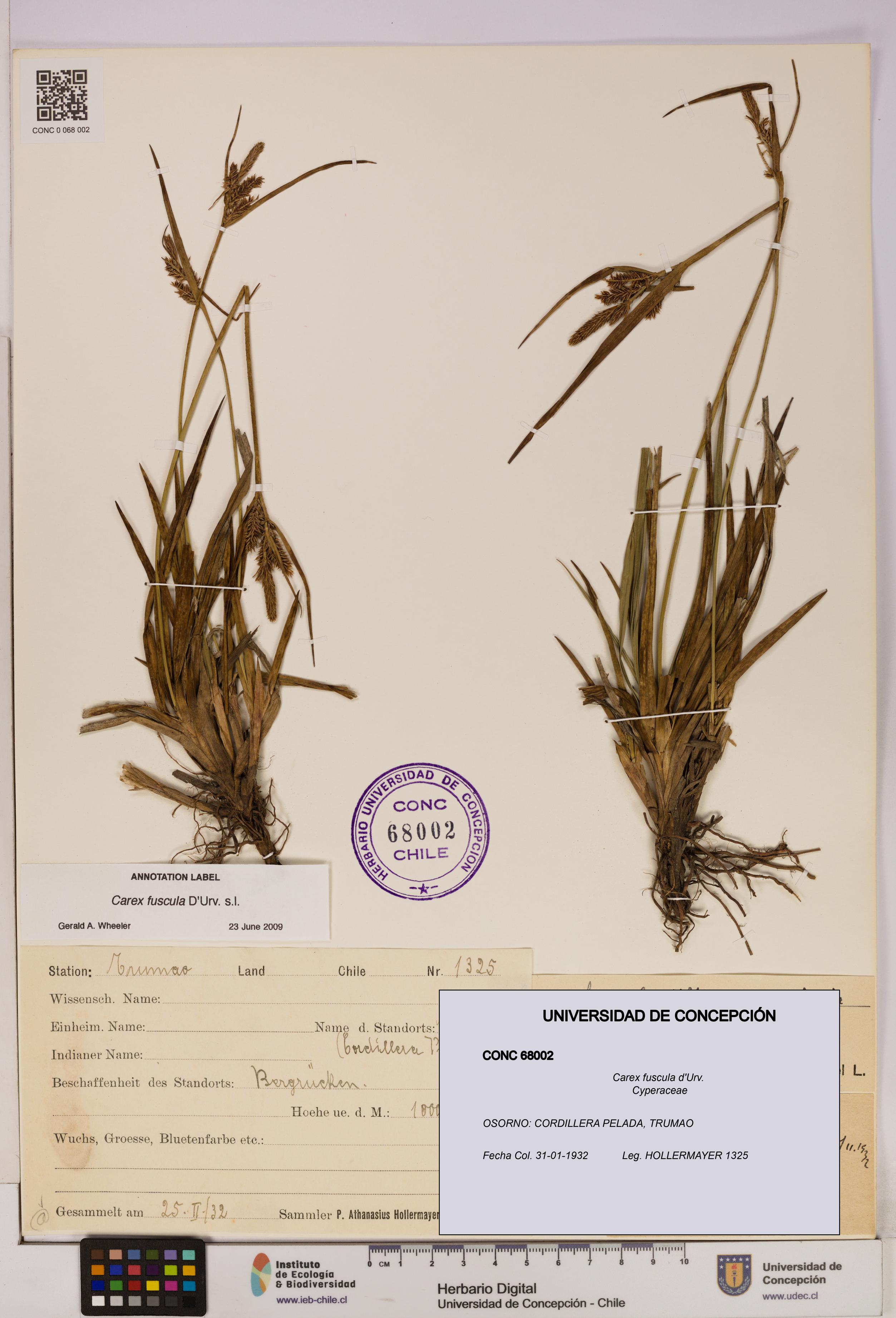 Carex fuscula [Espécimen: UDEC:CONC:0068002]