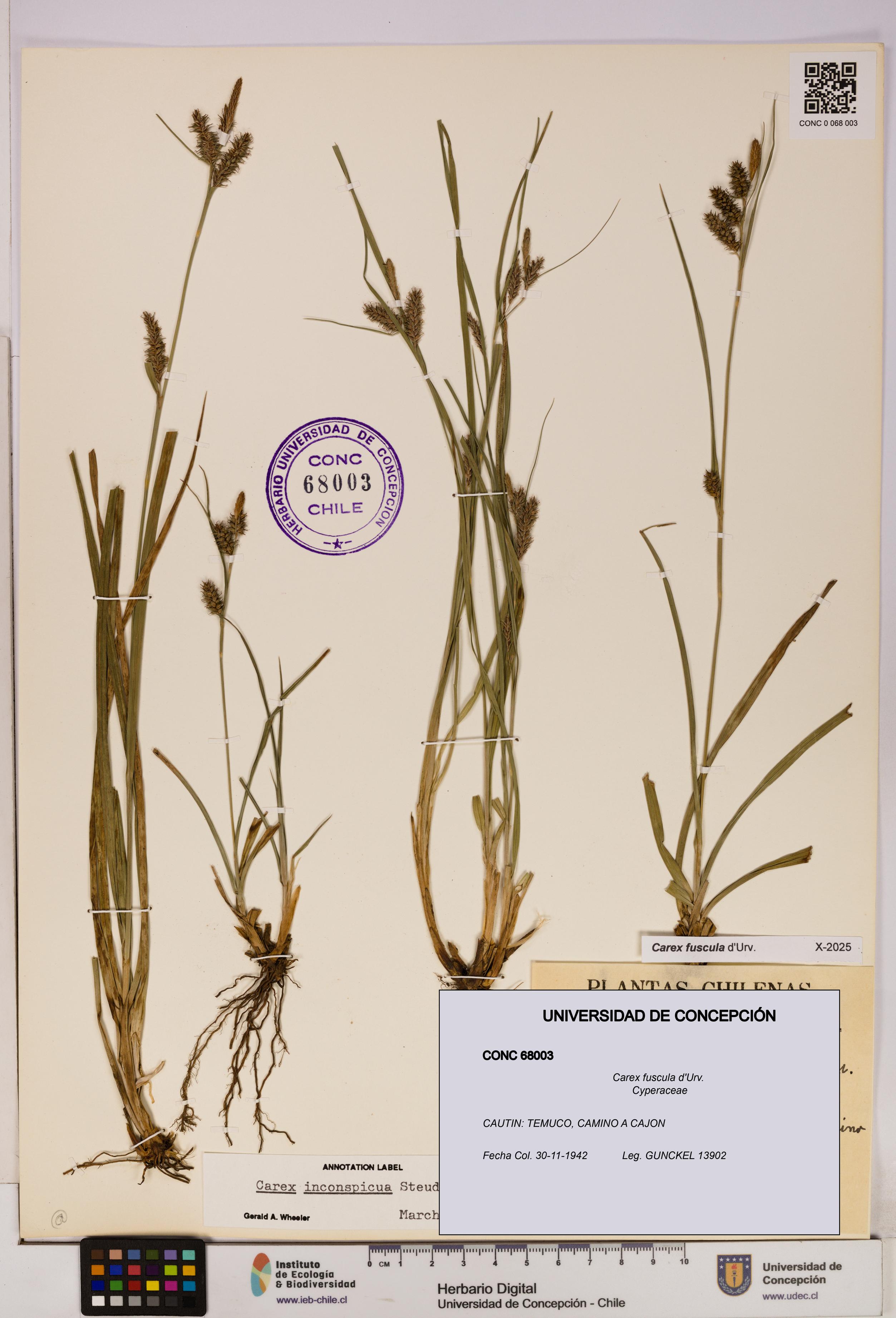 Carex fuscula [Espécimen: UDEC:CONC:0068003]