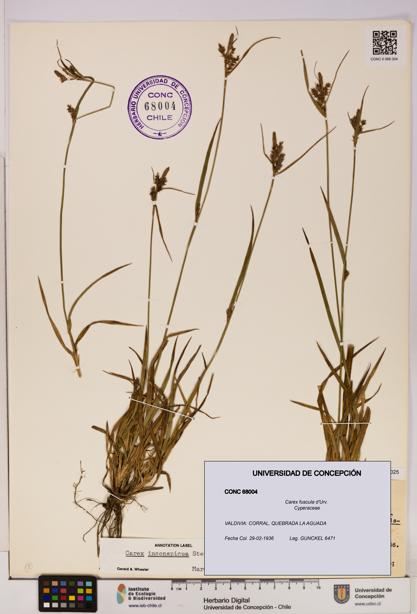 Carex fuscula [Espécimen: UDEC:CONC:0068004]
