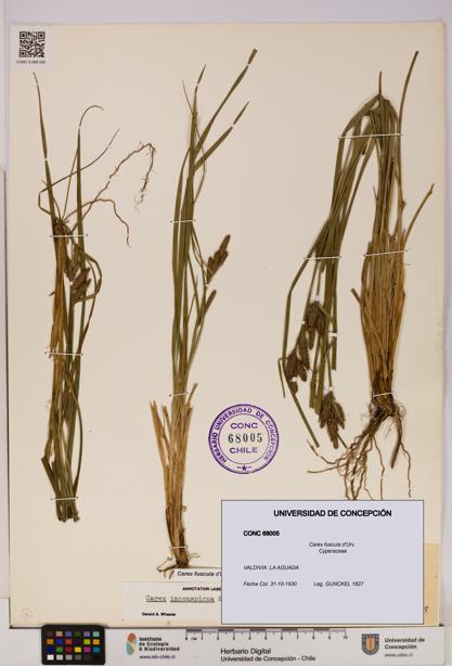 Carex fuscula [Espécimen: UDEC:CONC:0068005]