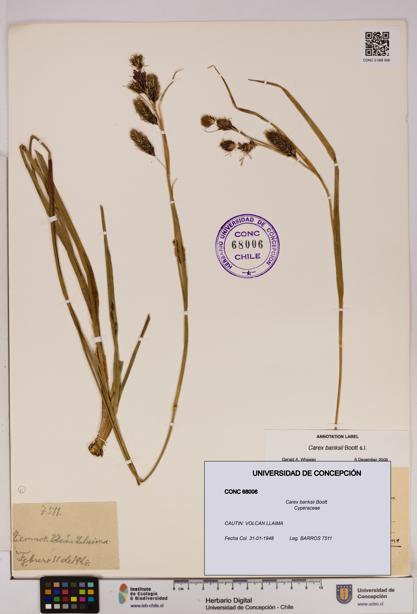 Carex banksii [Espécimen: UDEC:CONC:0068006]