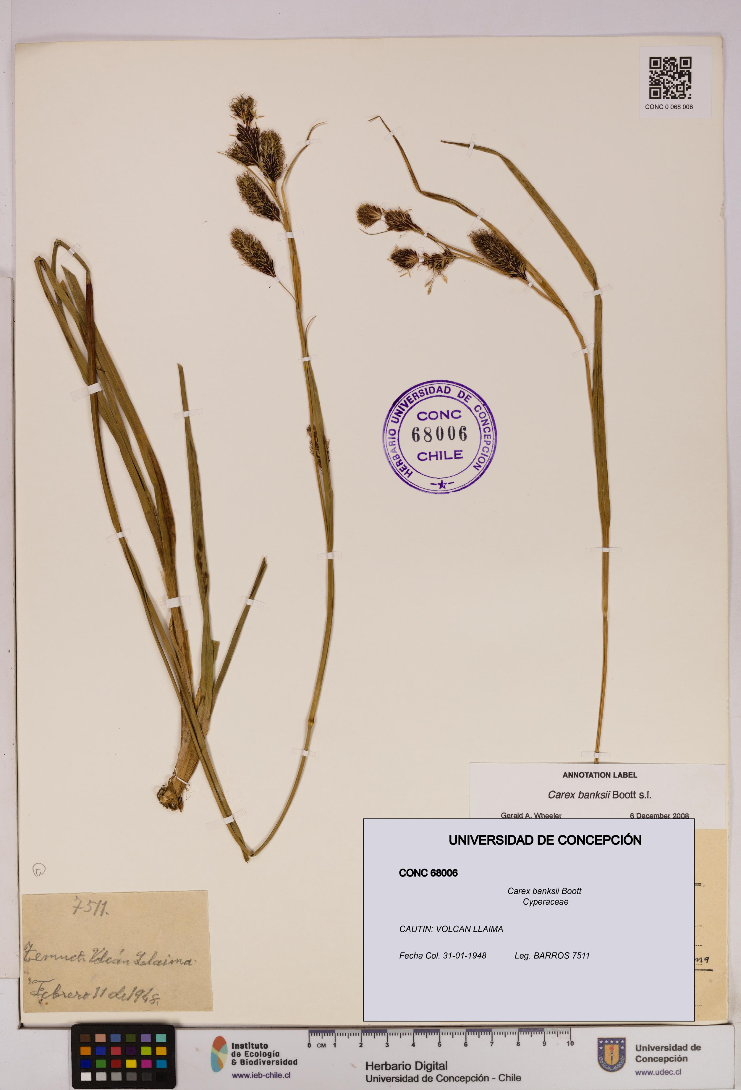 Carex banksii [Espécimen: UDEC:CONC:0068006]