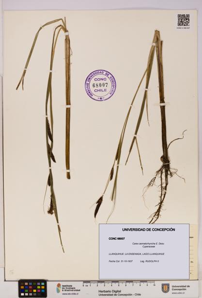 Carex aematorhyncha [Espécimen: UDEC:CONC:0068007]