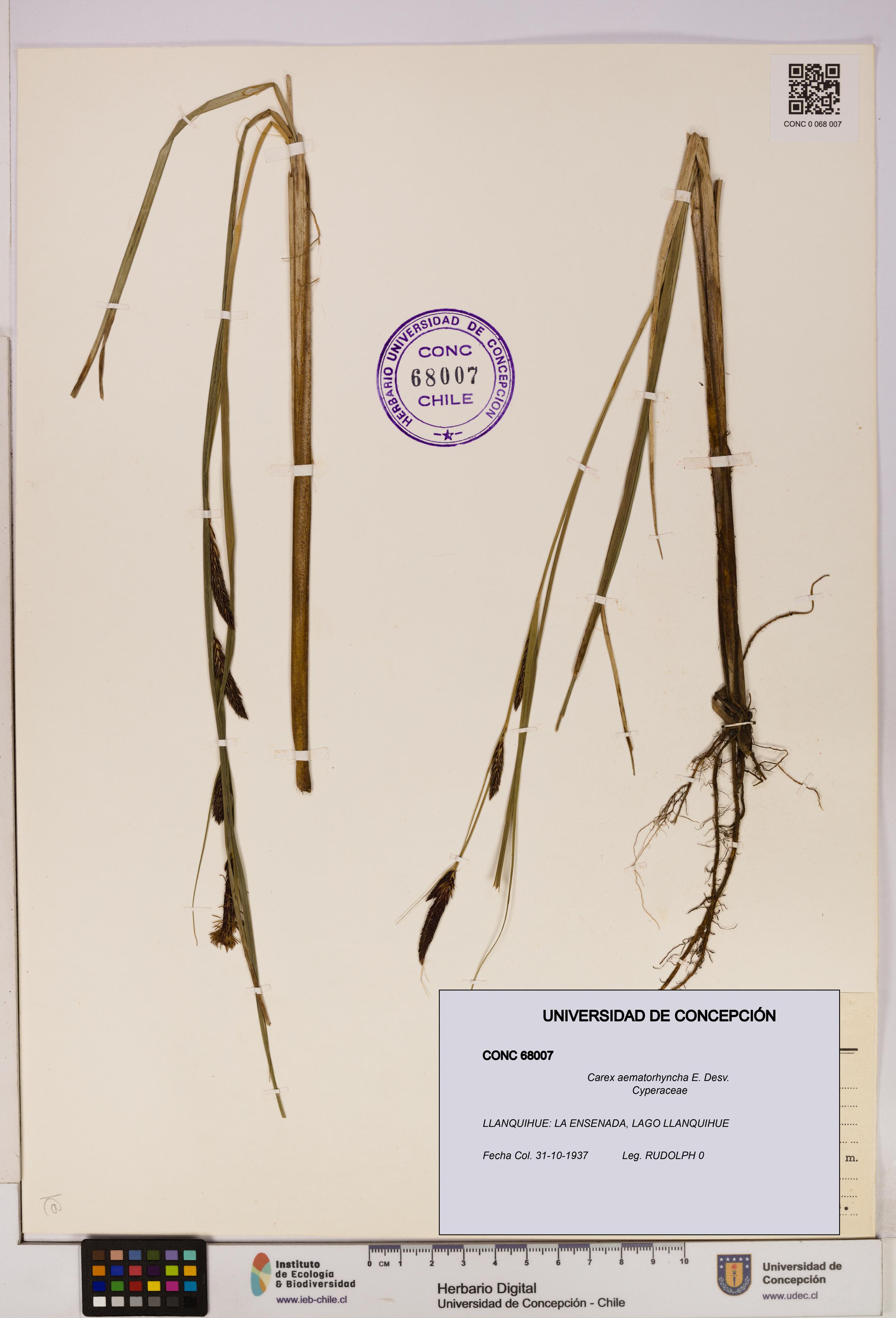 Carex aematorhyncha [Espécimen: UDEC:CONC:0068007]
