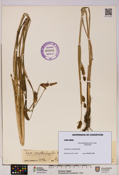 Carex aematorhyncha [Espécimen: UDEC:CONC:0068008]