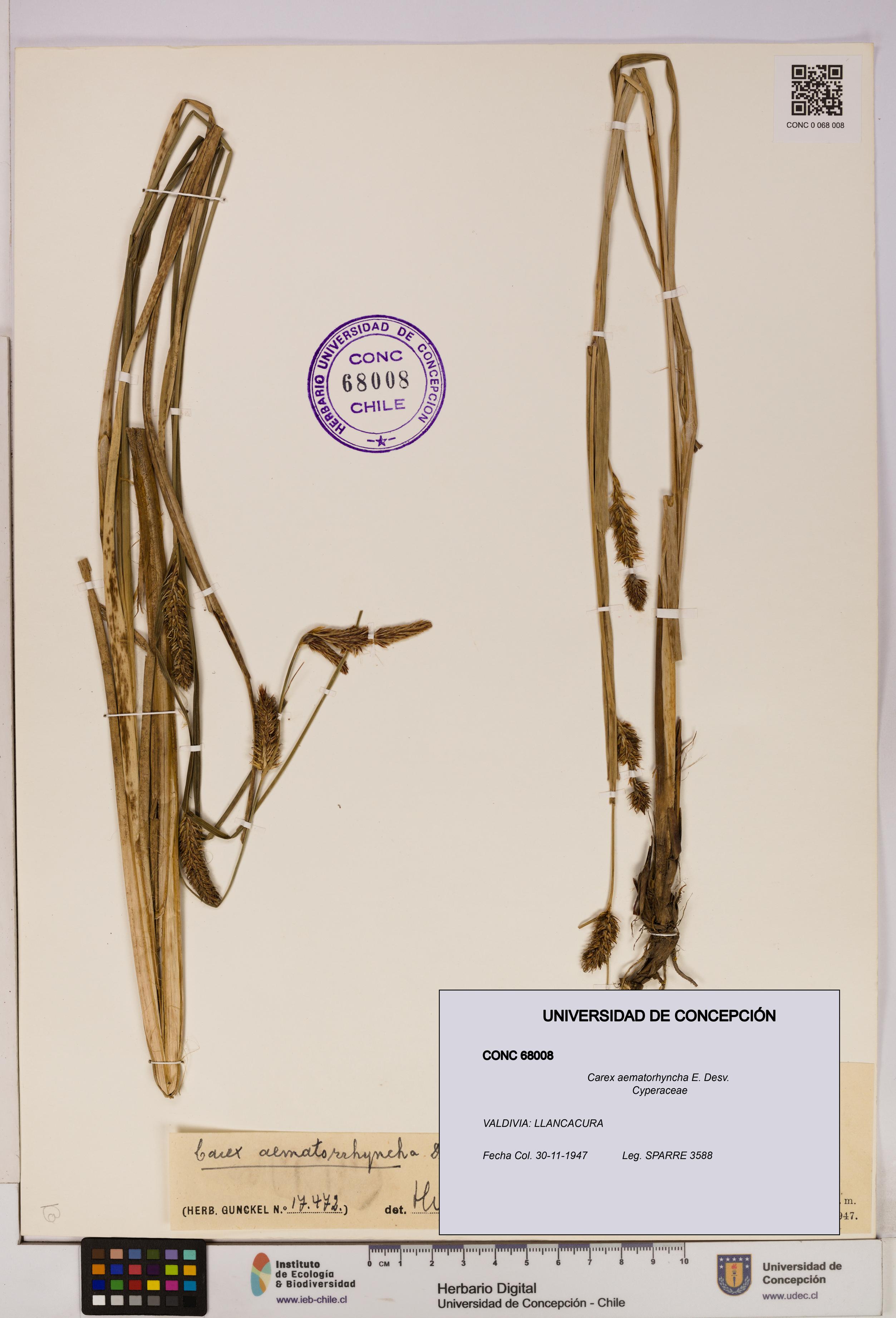 Carex aematorhyncha [Espécimen: UDEC:CONC:0068008]