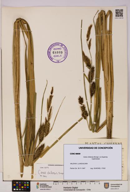 Carex chilensis [Espécimen: UDEC:CONC:0068009]