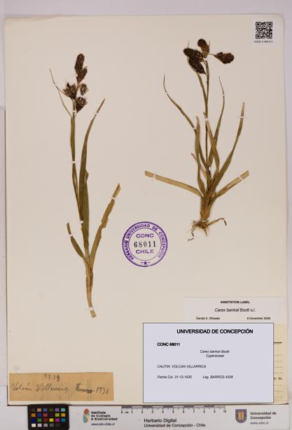 Carex banksii [Espécimen: UDEC:CONC:0068011]