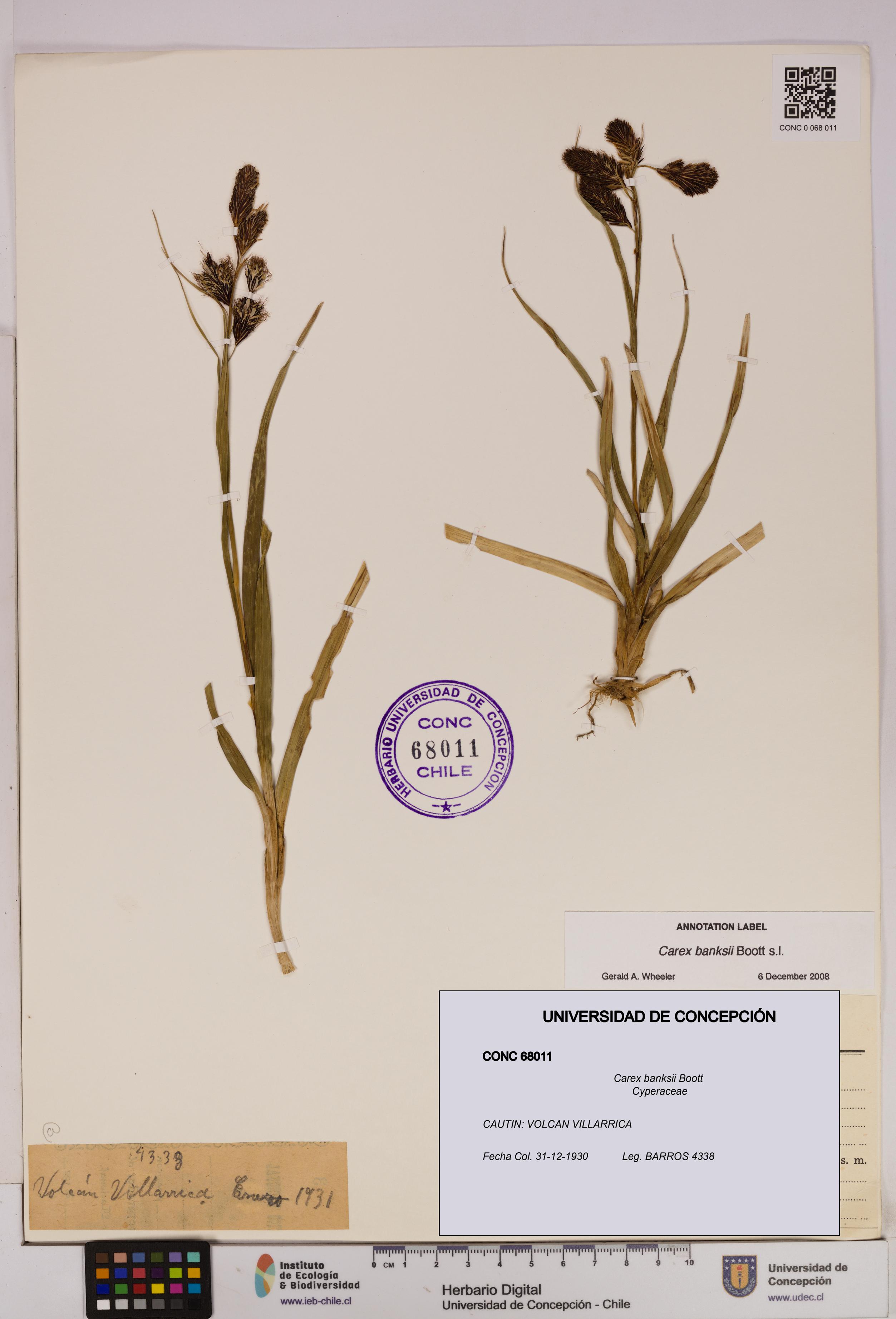 Carex banksii [Espécimen: UDEC:CONC:0068011]