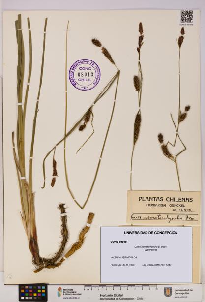 Carex aematorhyncha [Espécimen: UDEC:CONC:0068013]