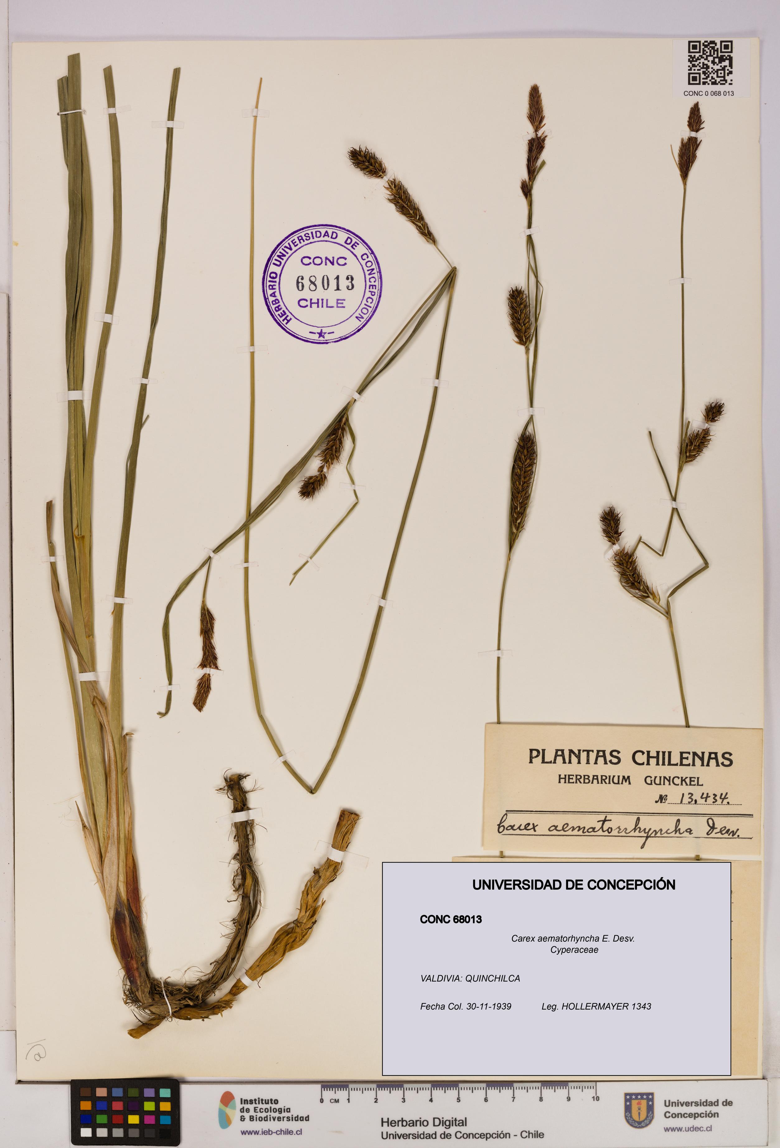 Carex aematorhyncha [Espécimen: UDEC:CONC:0068013]