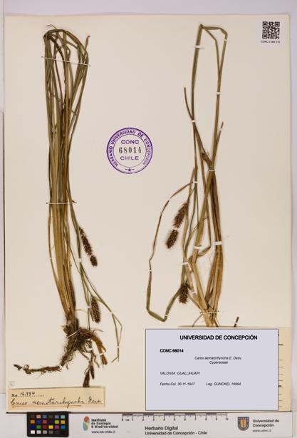 Carex aematorhyncha [Espécimen: UDEC:CONC:0068014]