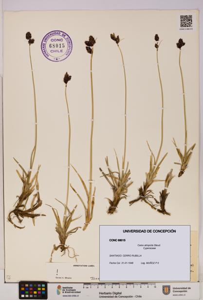 Carex atropicta [Espécimen: UDEC:CONC:0068015]