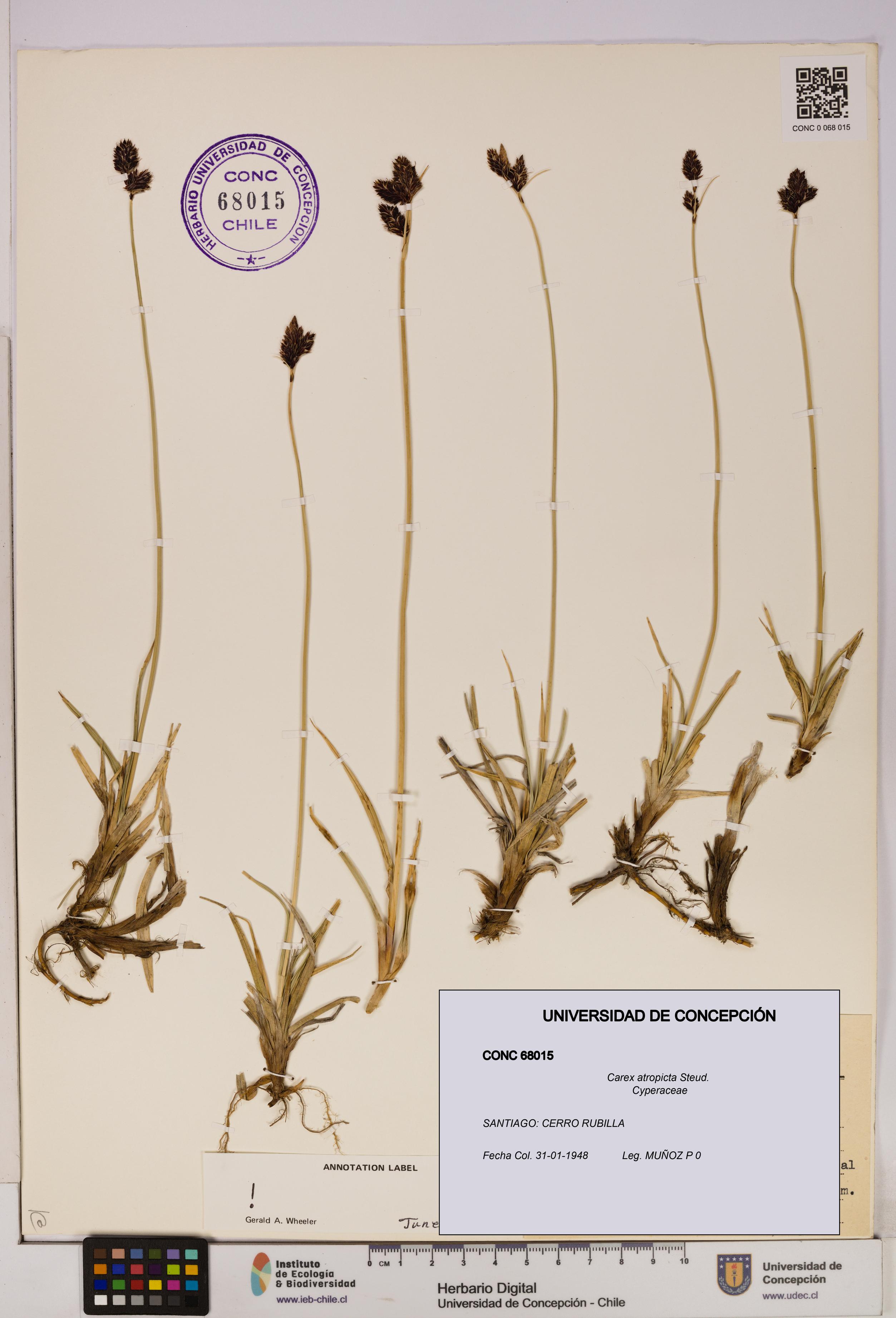 Carex atropicta [Espécimen: UDEC:CONC:0068015]