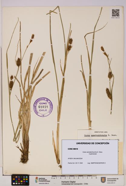 Carex aematorhyncha [Espécimen: UDEC:CONC:0068018]