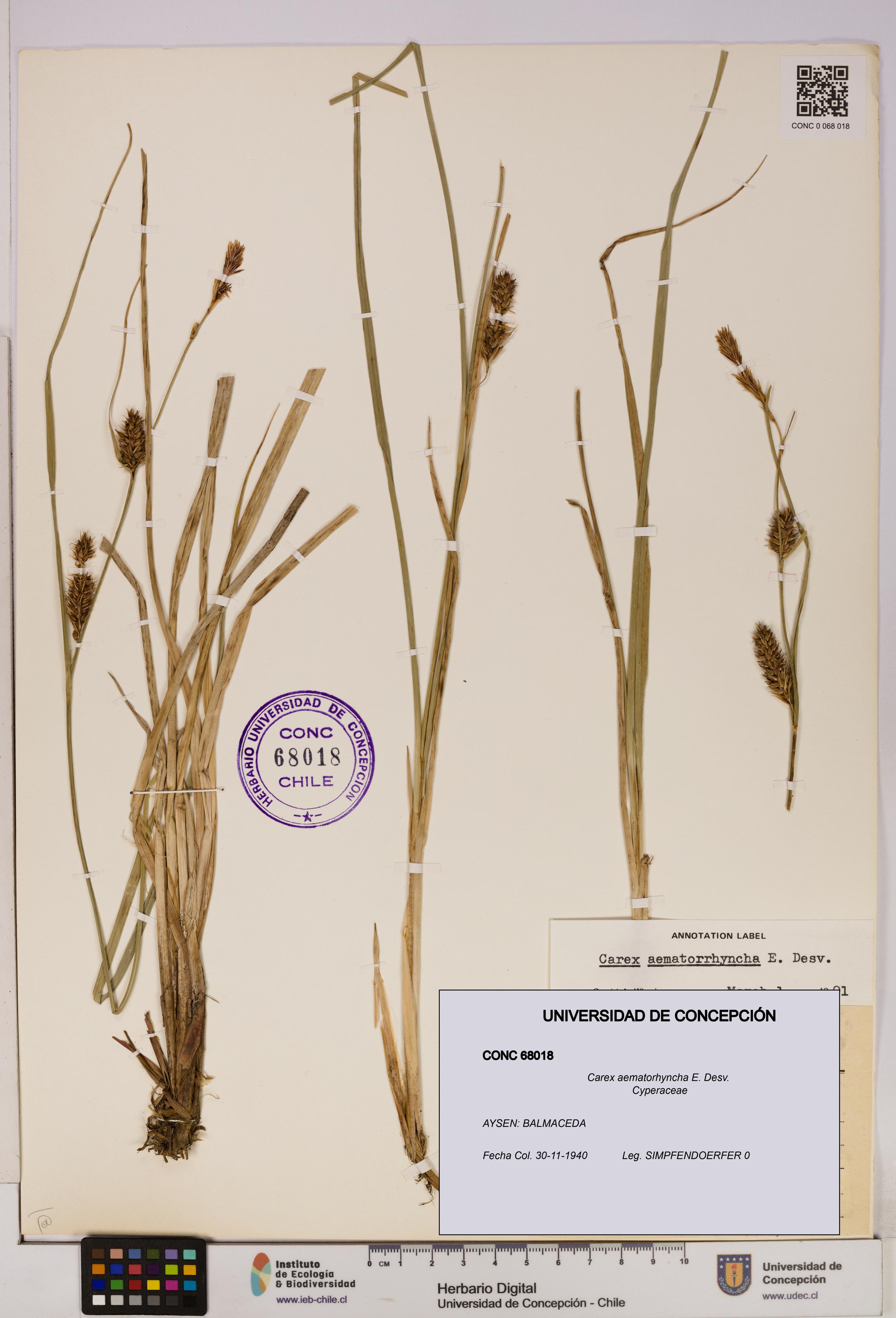 Carex aematorhyncha [Espécimen: UDEC:CONC:0068018]