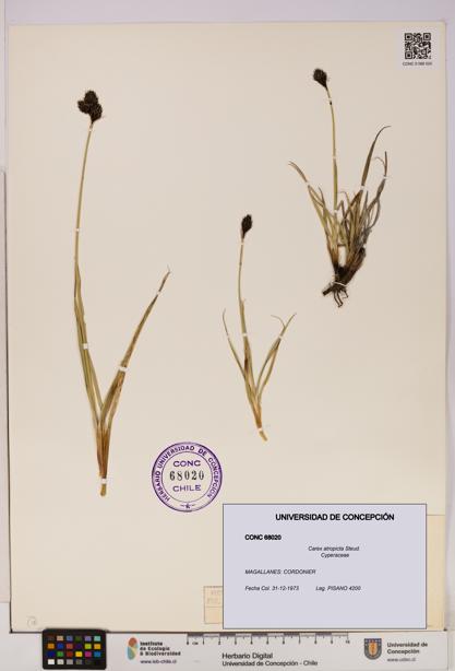 Carex atropicta [Espécimen: UDEC:CONC:0068020]