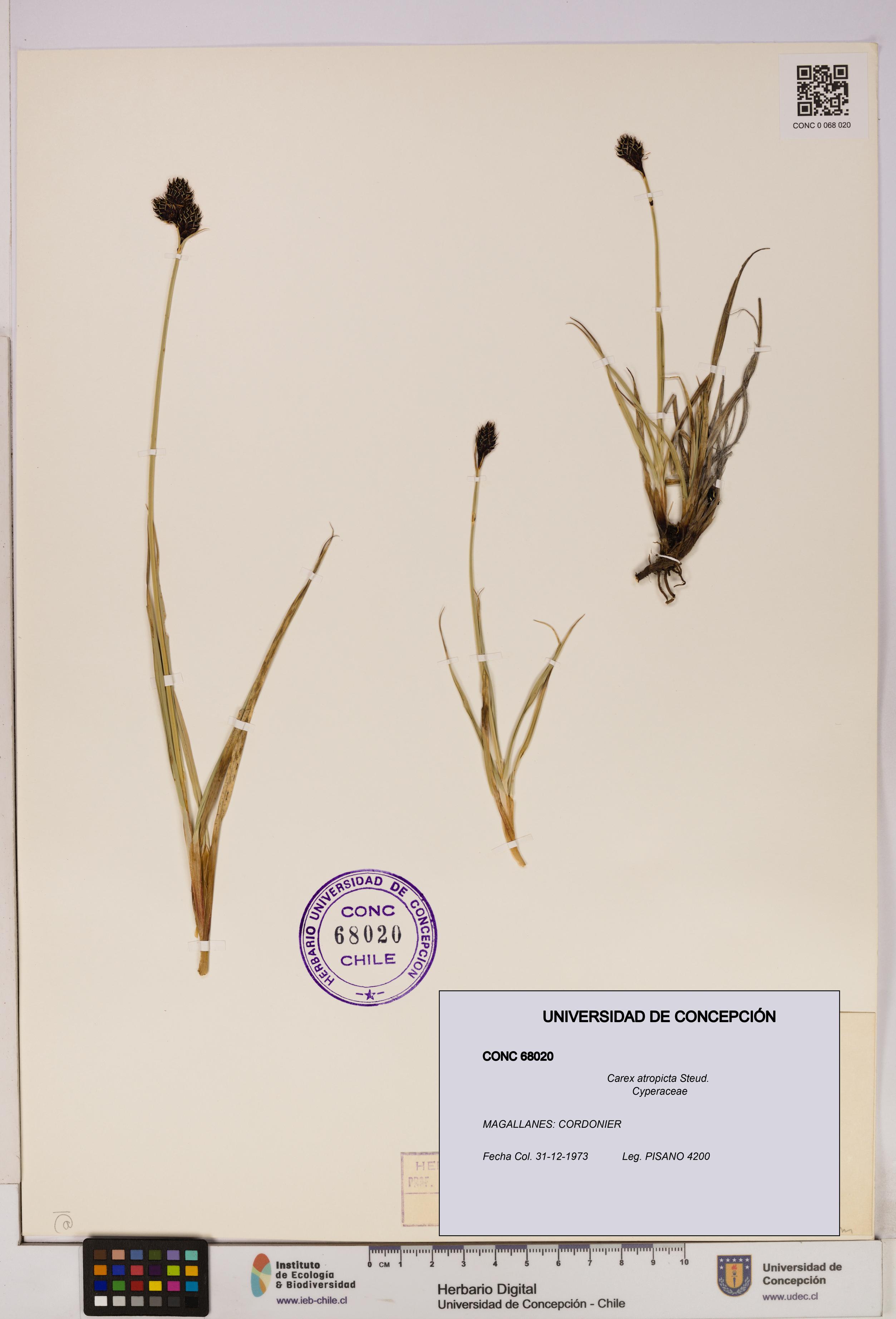 Carex atropicta [Espécimen: UDEC:CONC:0068020]