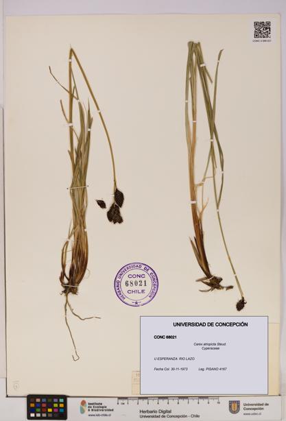 Carex atropicta [Espécimen: UDEC:CONC:0068021]