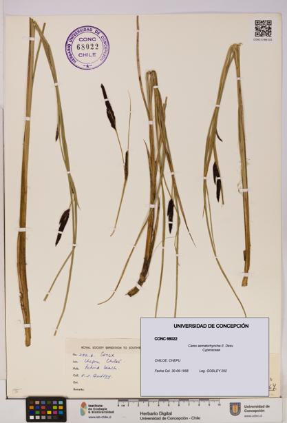 Carex aematorhyncha [Espécimen: UDEC:CONC:0068022]