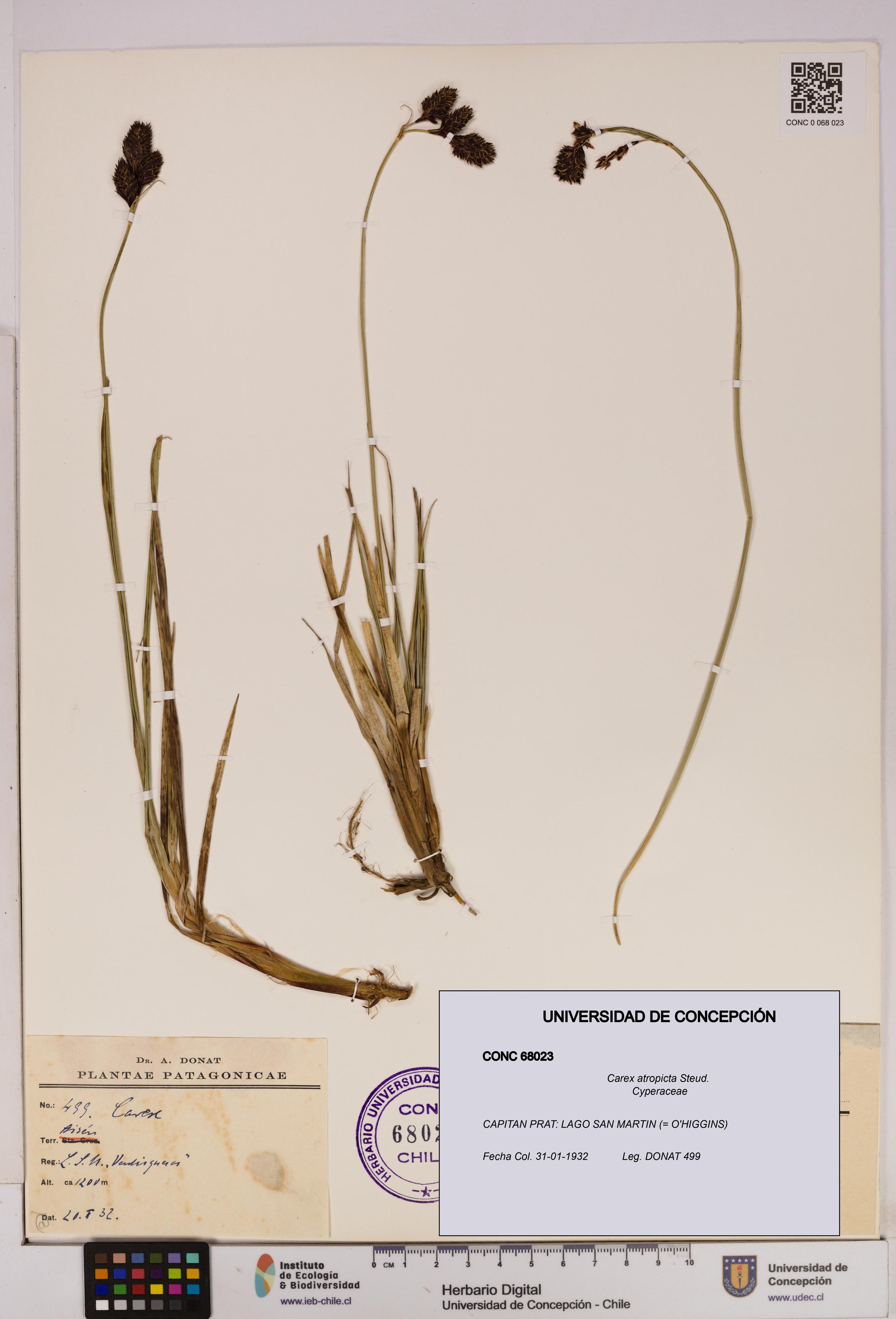 Carex atropicta [Espécimen: UDEC:CONC:0068023]