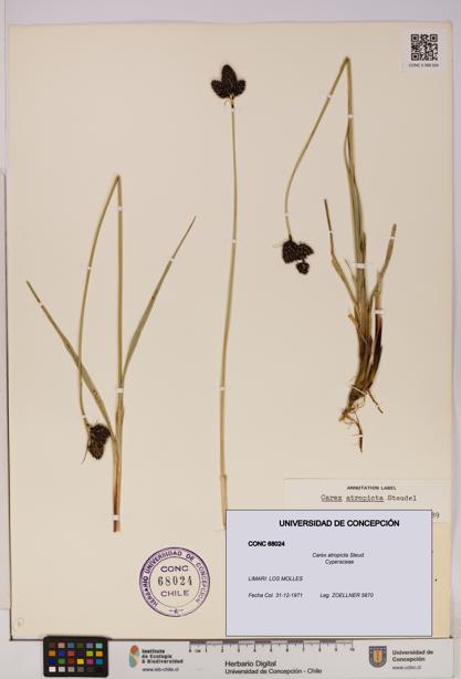 Carex atropicta [Espécimen: UDEC:CONC:0068024]