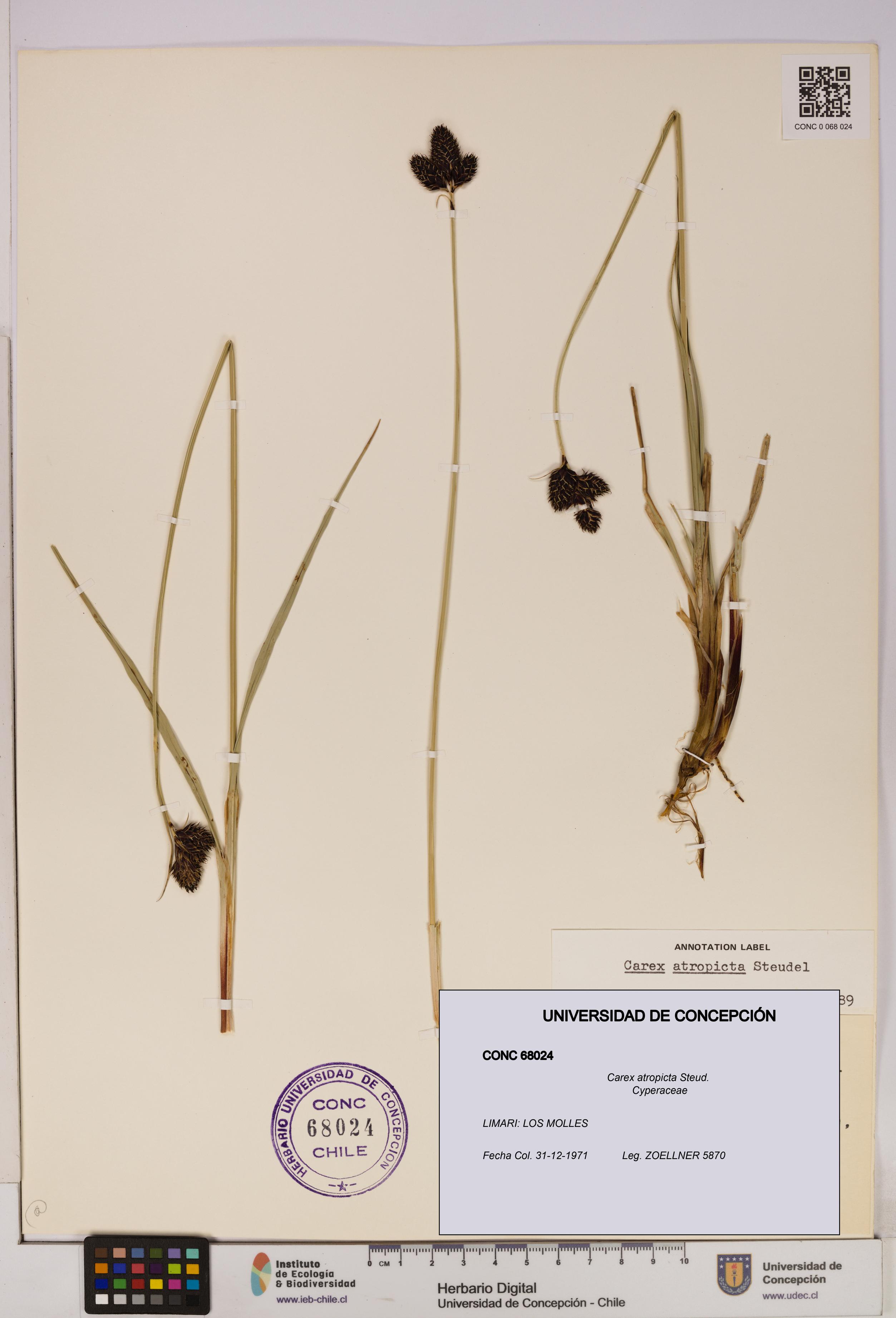 Carex atropicta [Espécimen: UDEC:CONC:0068024]