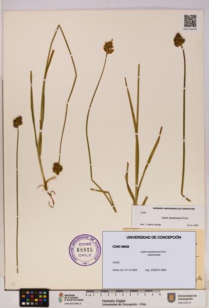 Carex macloviana [Espécimen: UDEC:CONC:0068025]
