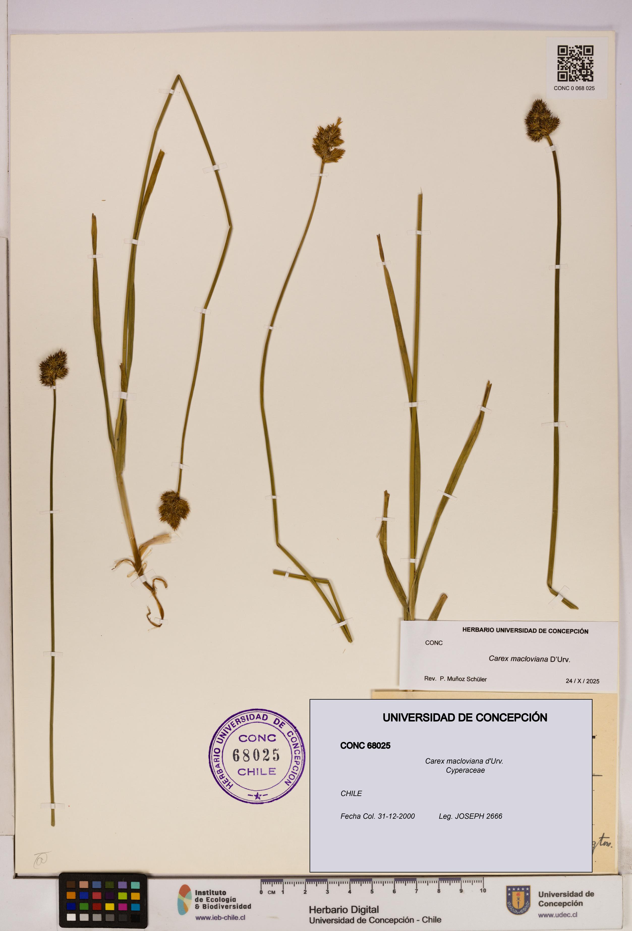 Carex macloviana [Espécimen: UDEC:CONC:0068025]