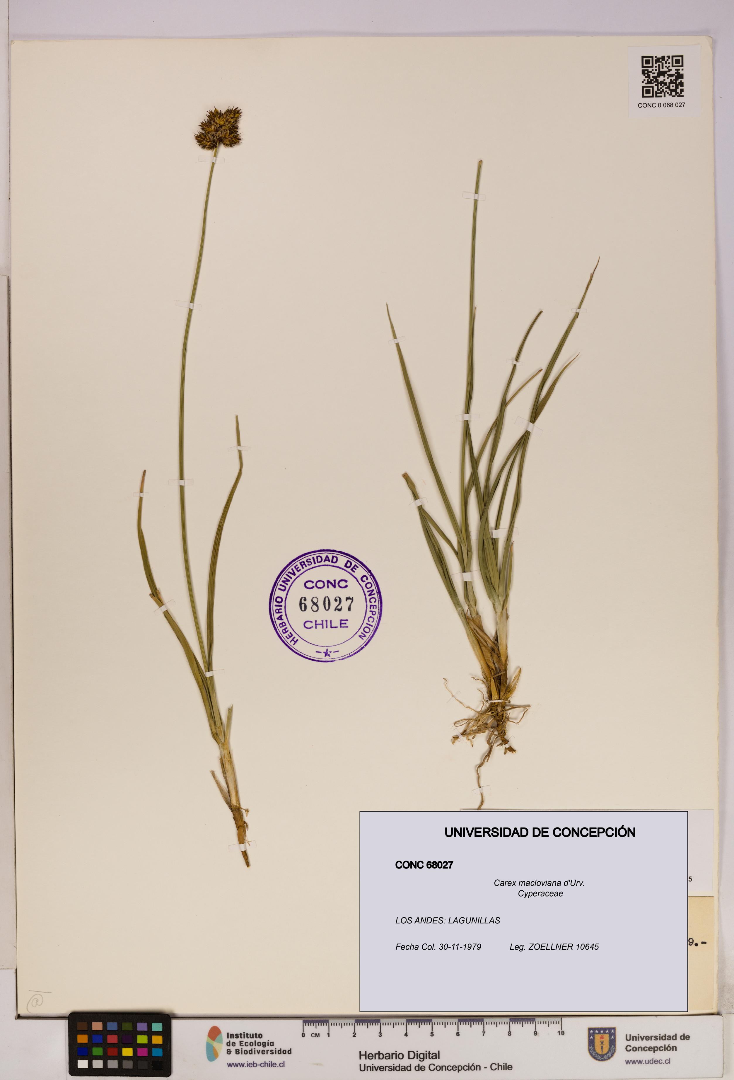 Carex macloviana [Espécimen: UDEC:CONC:0068027]