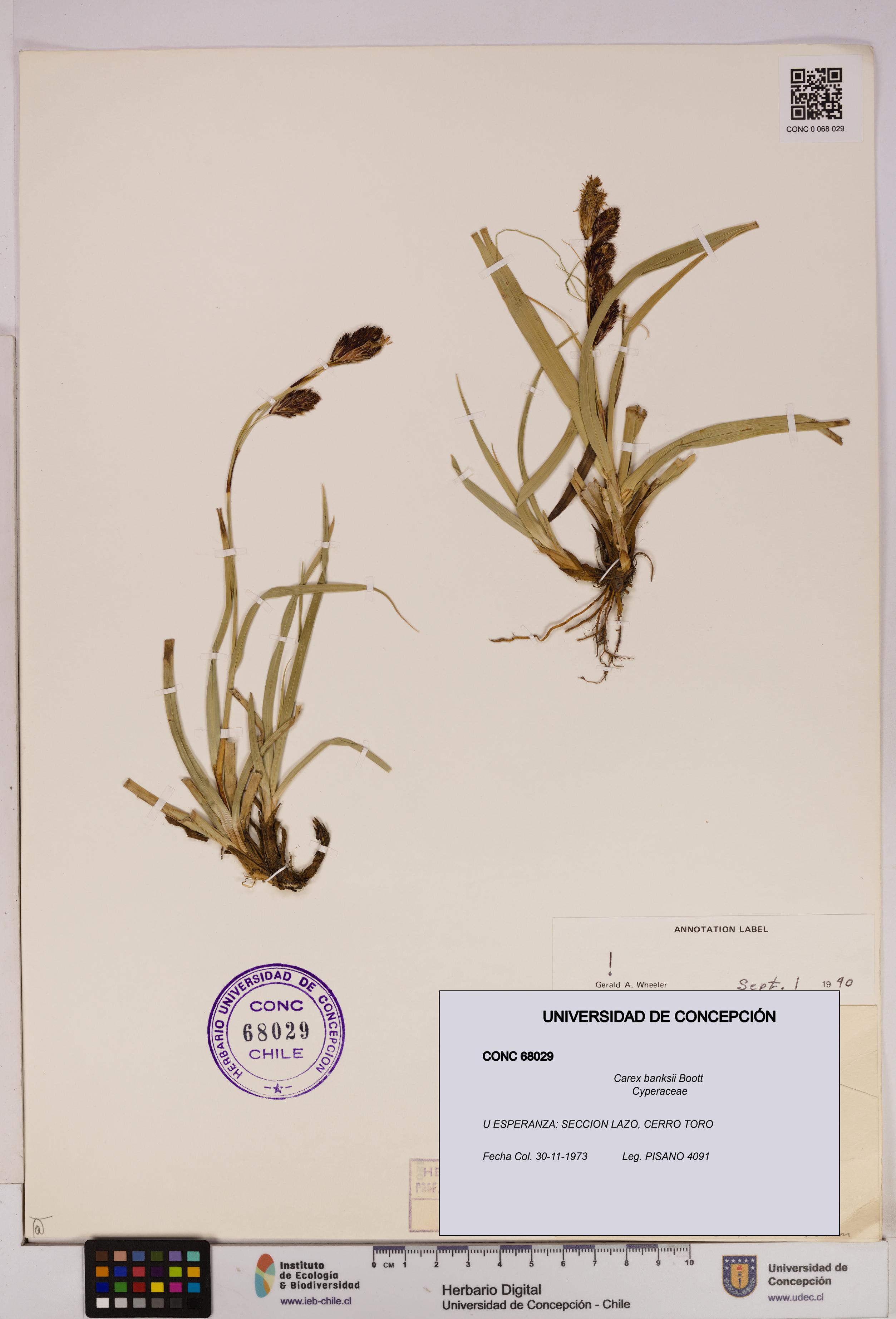 Carex banksii [Espécimen: UDEC:CONC:0068029]